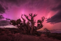 Western Juniper, Southern Aurora Borealis